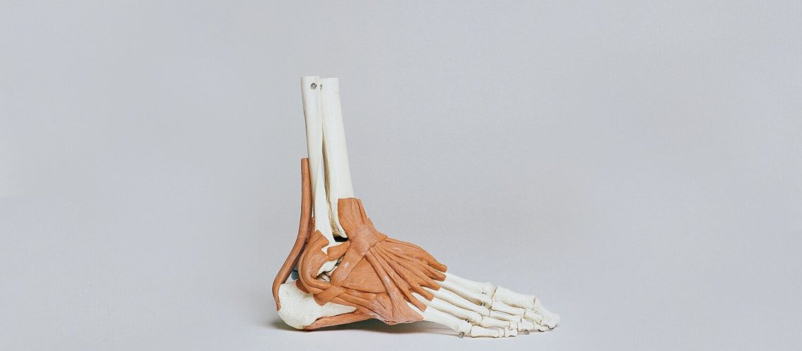 ankle+skeleton (1)